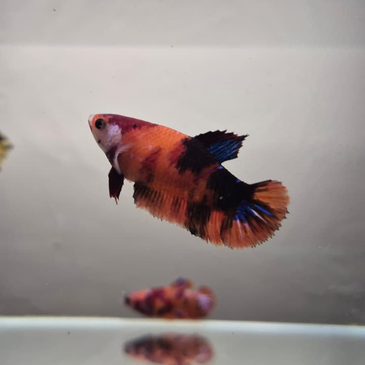 Koi Betta – Stunning Koi-Patterned Betta Fish