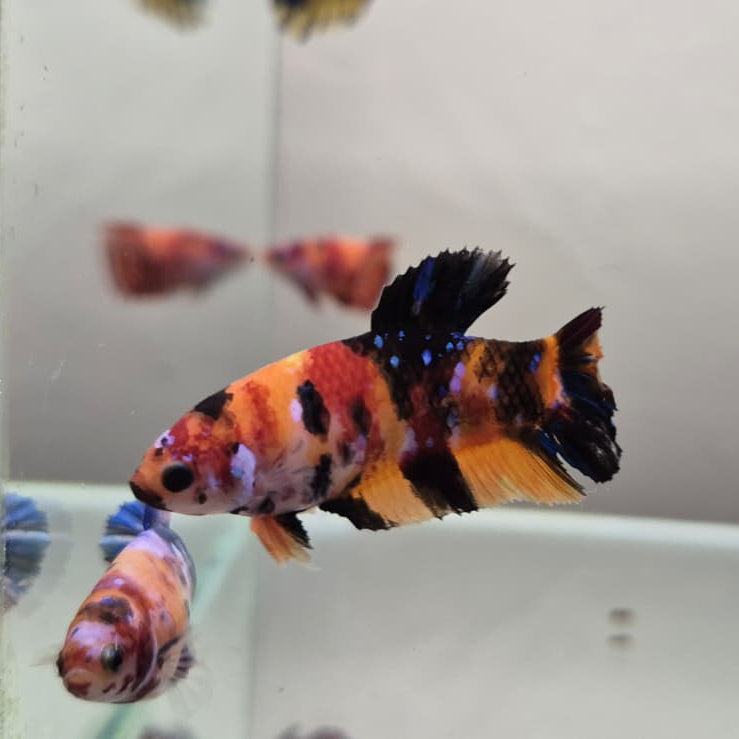 Koi Betta – Stunning Koi-Patterned Betta Fish