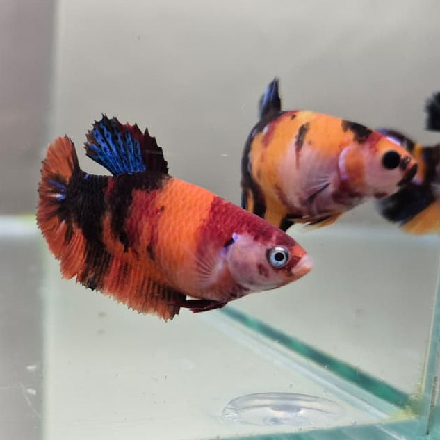 Koi Betta – Stunning Koi-Patterned Betta Fish