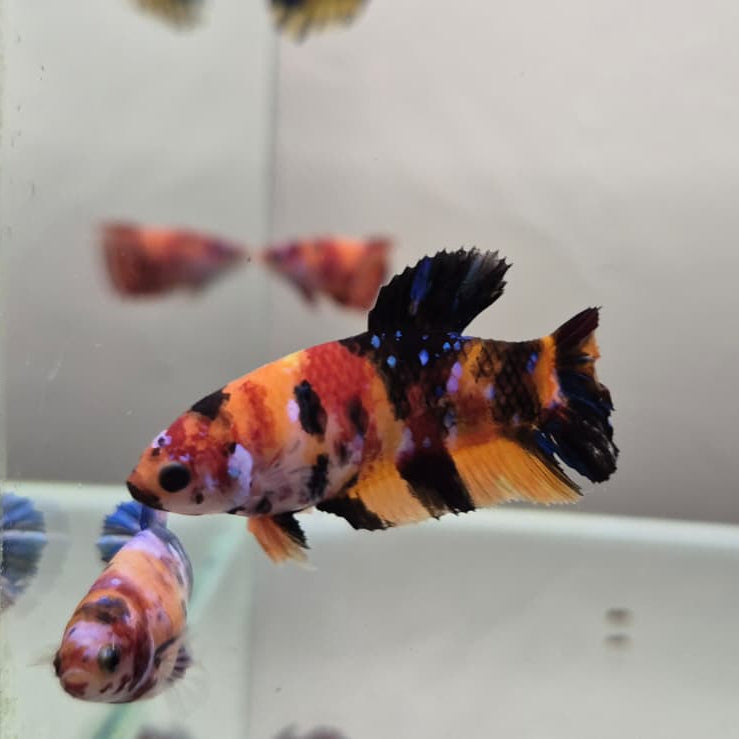 Koi Betta – Stunning Koi-Patterned Betta Fish
