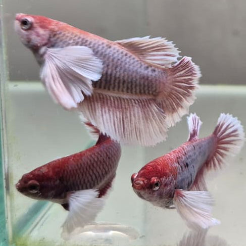 Lavender Halfmoon Betta – Rare Purple Betta Fish