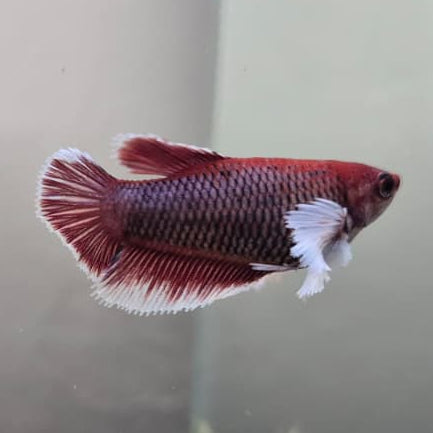 Lavender Halfmoon Betta – Rare Purple Betta Fish