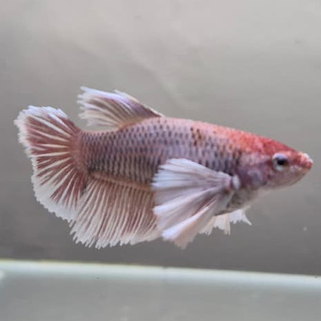 Lavender Halfmoon Betta – Rare Purple Betta Fish