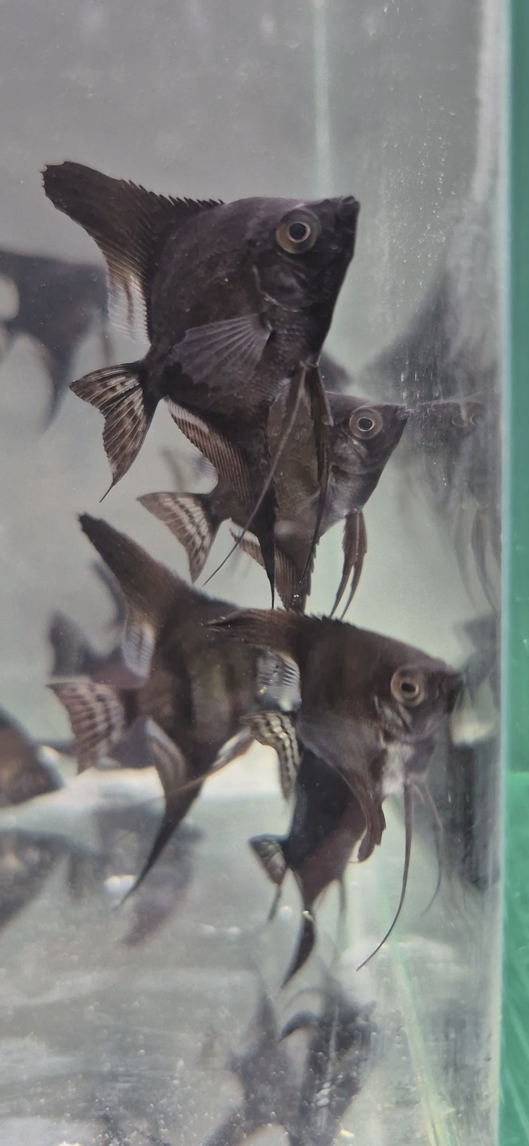 Black Angelfish