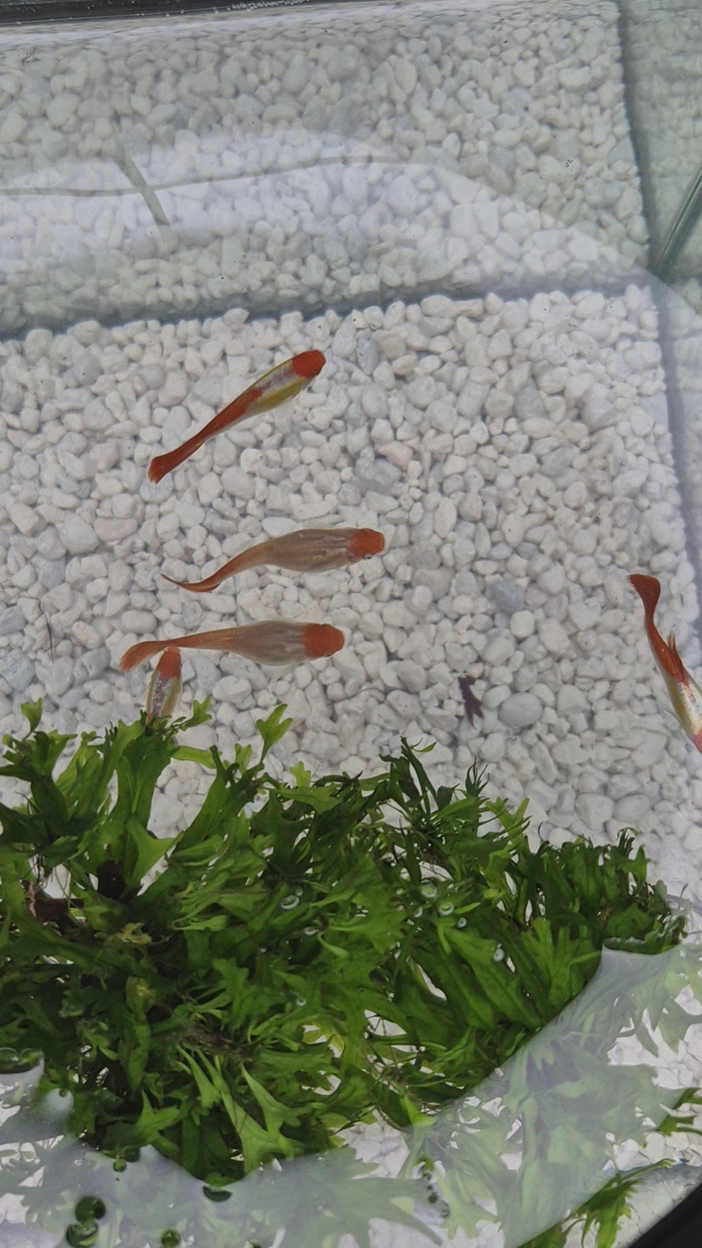 Koi Guppy Pair