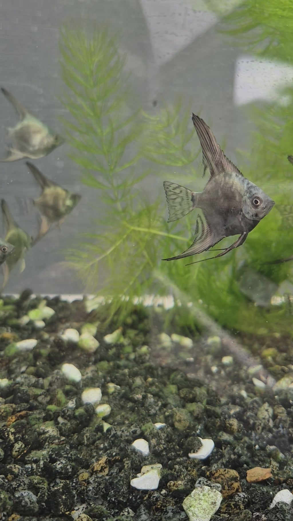 Smokey Blue Angelfish