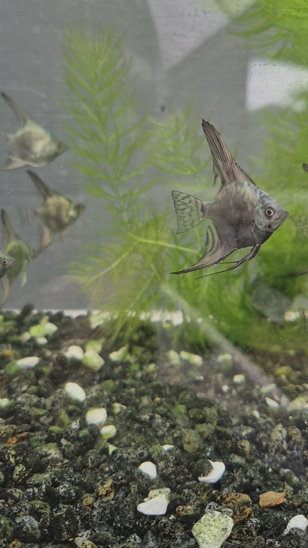 Smokey Blue Angelfish