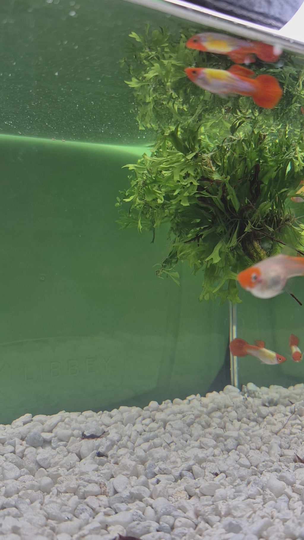 Koi Guppy Pair