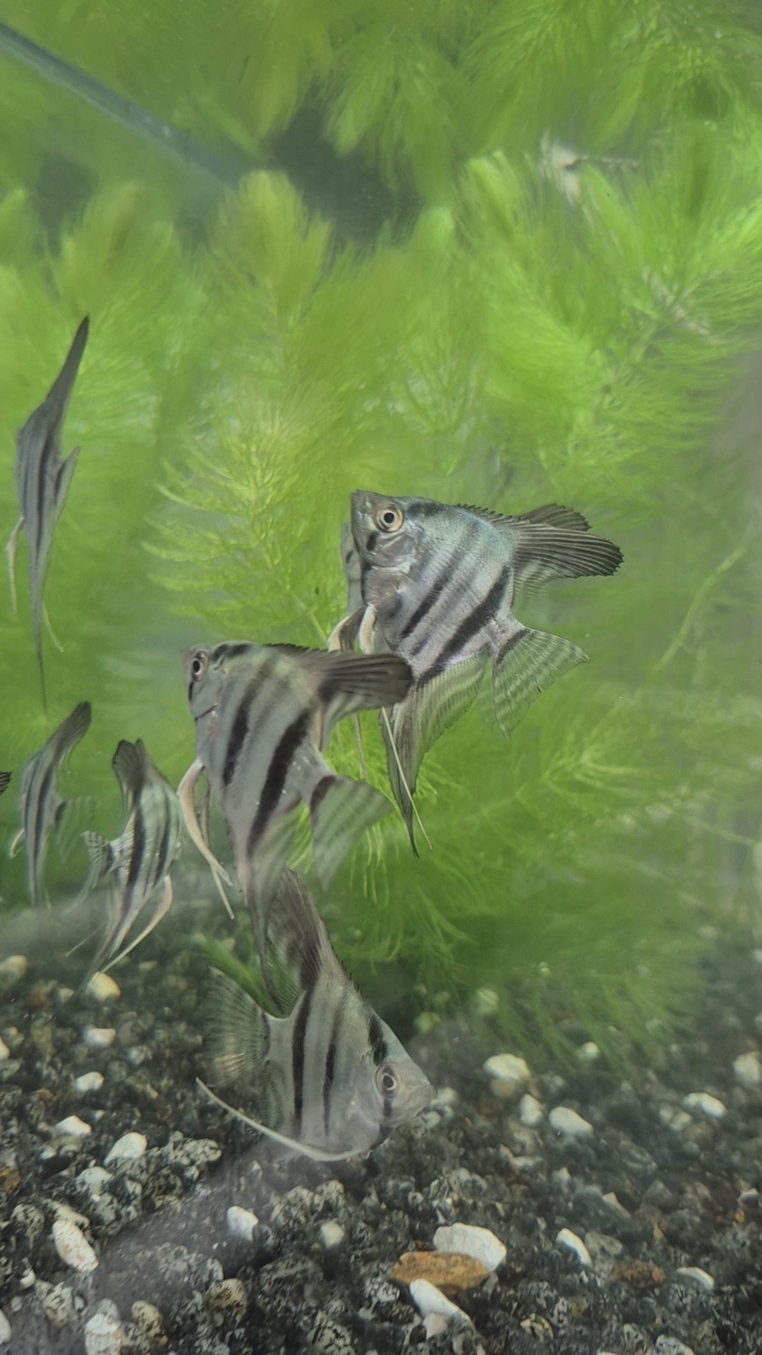 Blue Angelfish