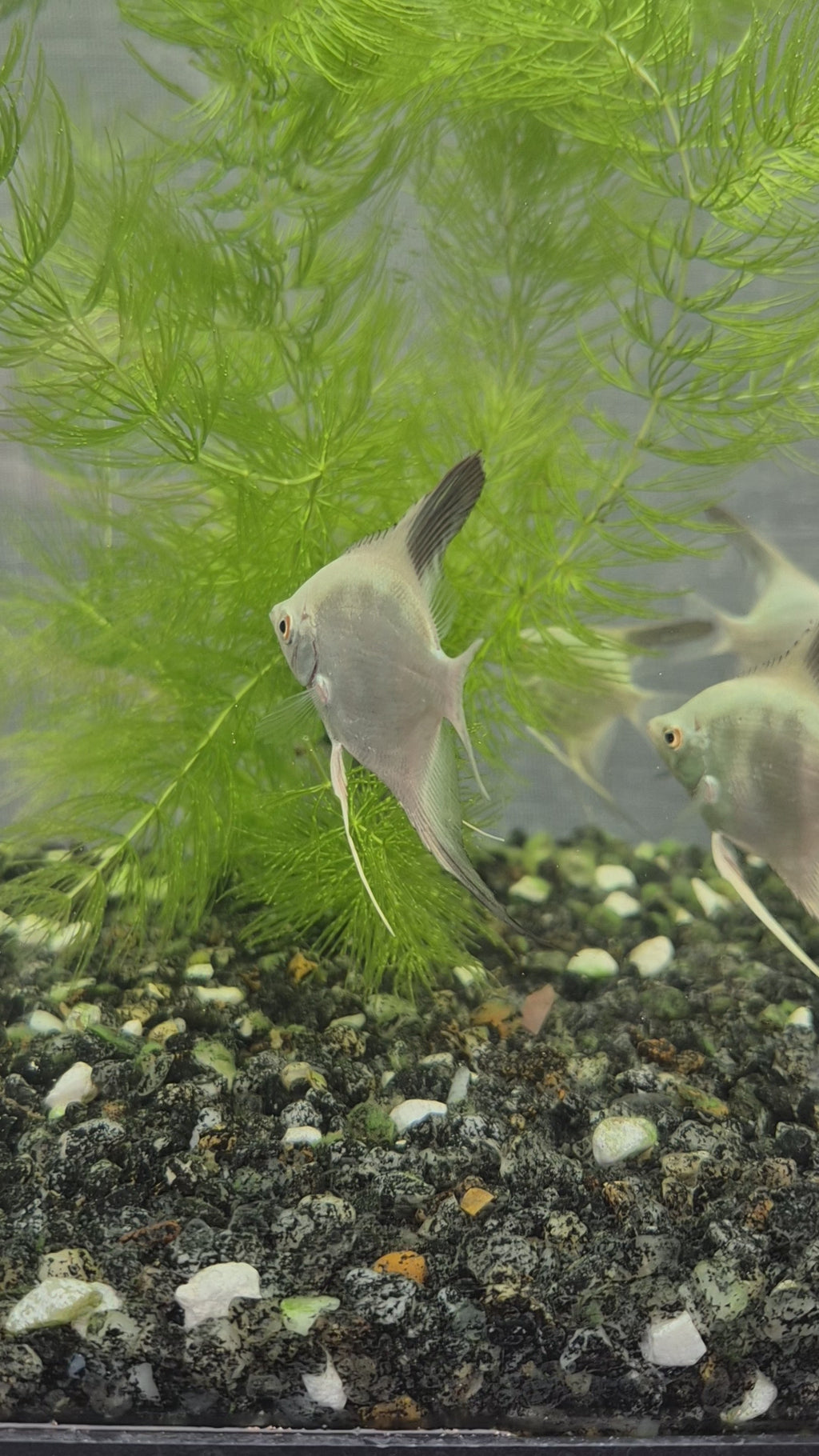 Bulgarian Lilac Point Angelfish